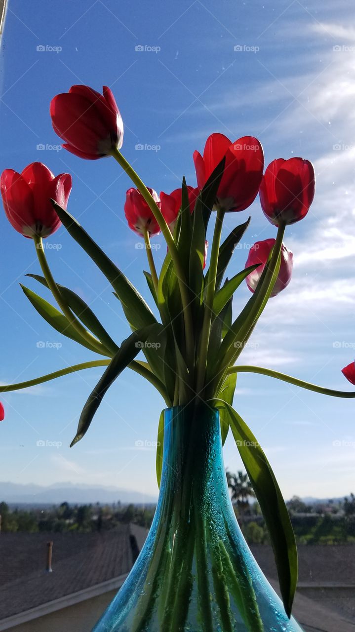 Sun Tulips