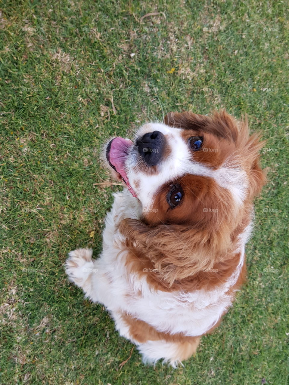 Adorable King Charles Cavalier dog