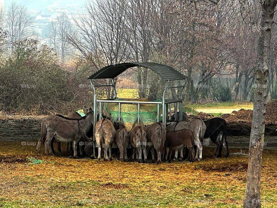 Human and nature.  Animals.  Pets.  Donkeys.  Herd of donkeys eating at the feeder