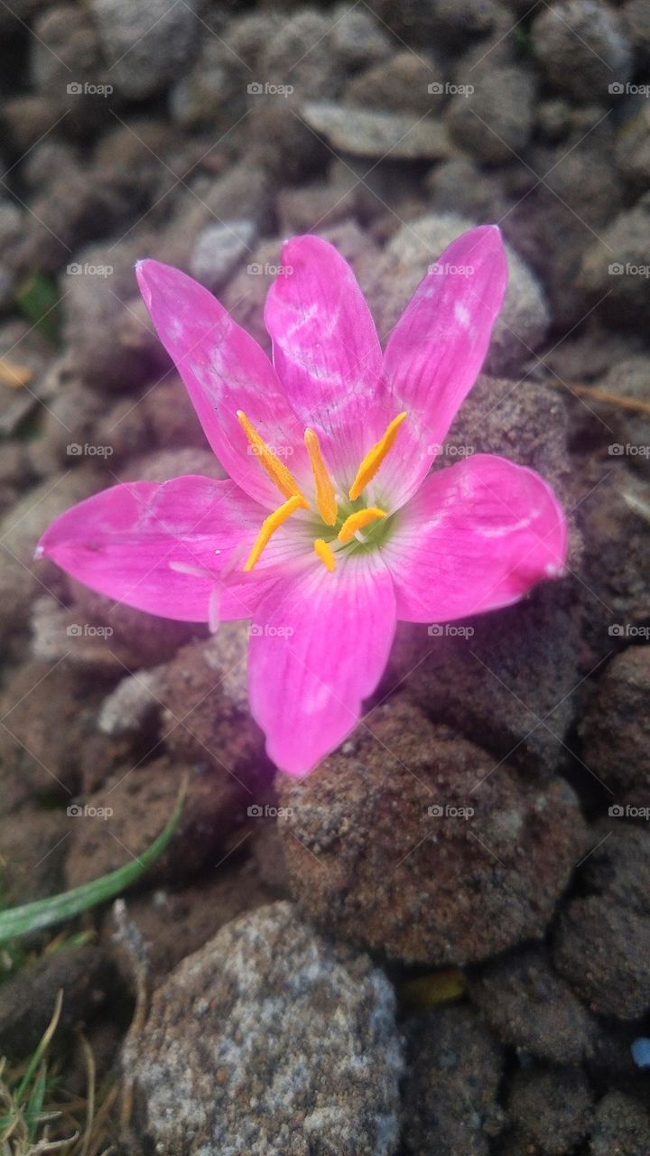 Beautiful flowers among the small stones.