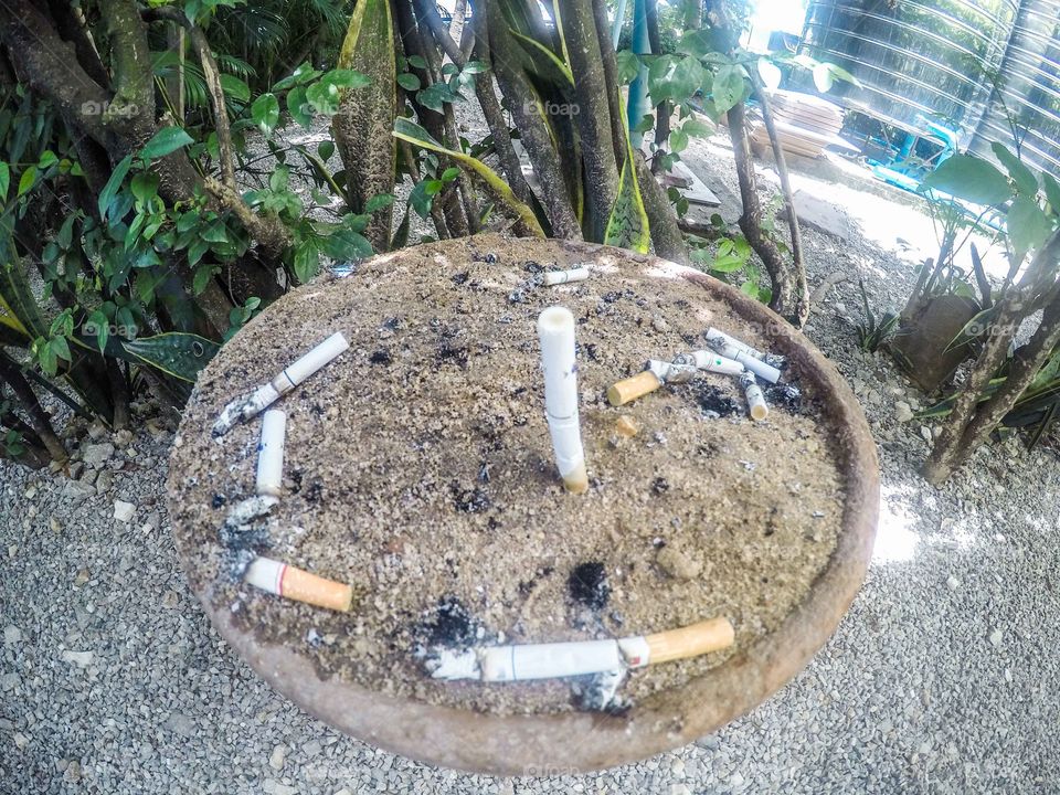 Nature, No Person, Environment, Wood, Garden