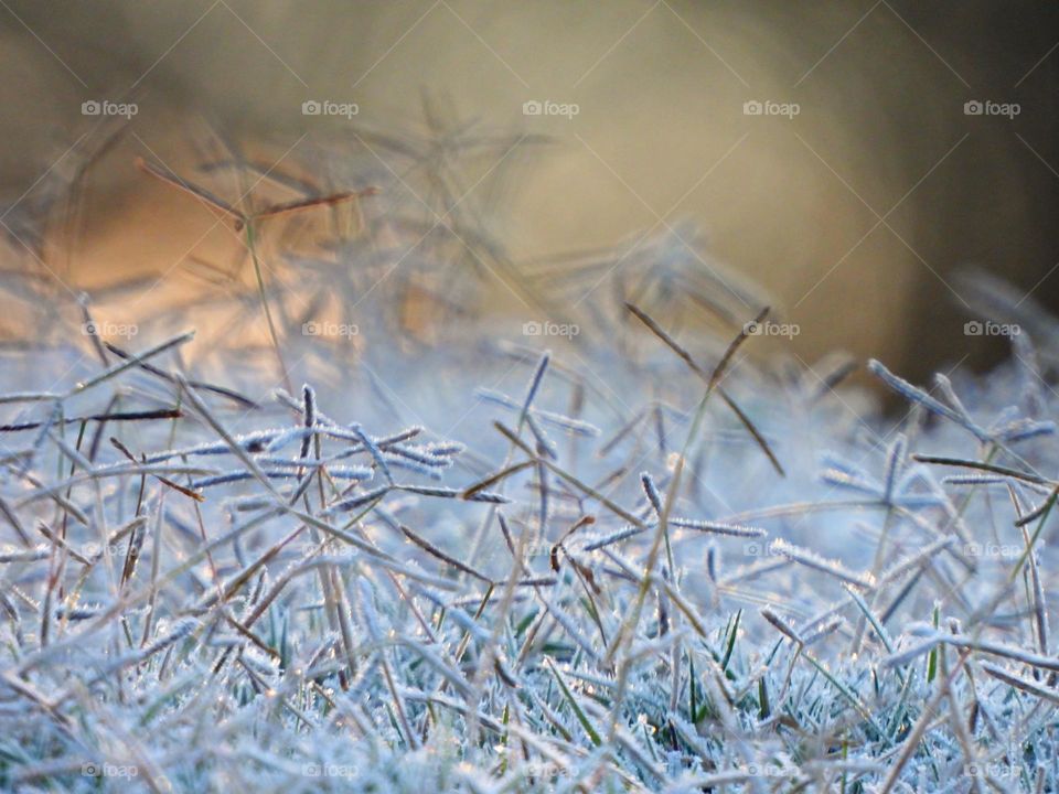 Surprise frost in Florida  (Golf Course) - Notice a coating of ice crystals, formed by moisture in the air overnight, among other things. This ice usually forms as white ice crystals or frozen dew drops on the grounds surface