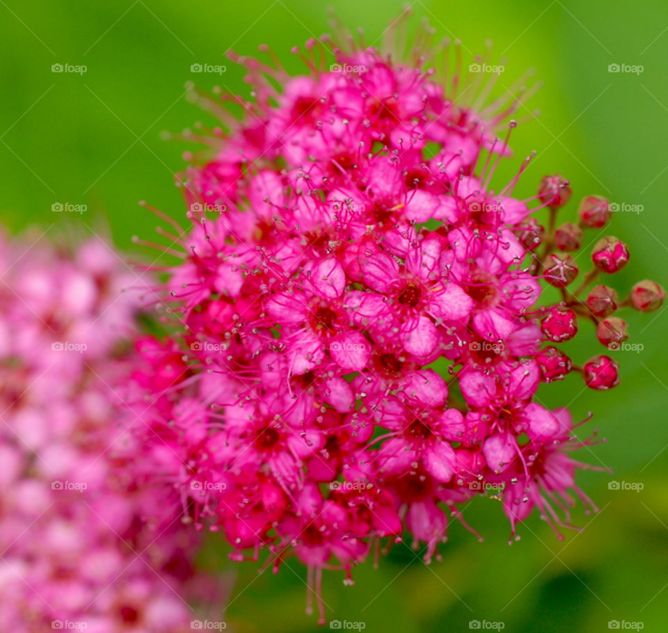 little princess bridal bouquet wild bridal bouquet pink bouquet by lightanddrawing