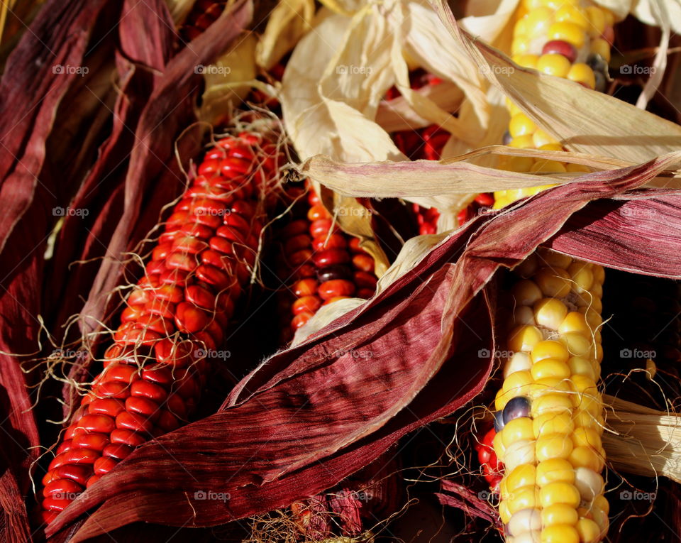 Red and yellow corn, autumn market.