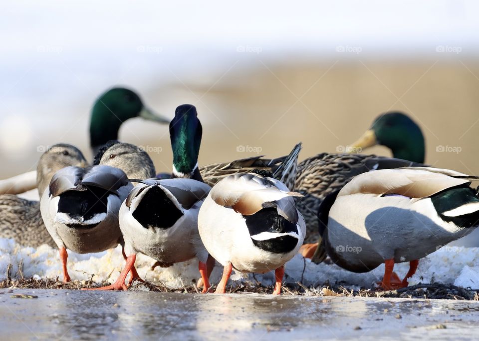 Gorgeous winged beauties!! 