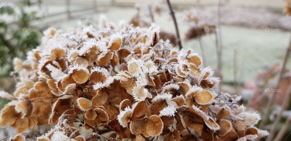 braun getrocknete Hortensienblüte mit weiss angefrorenen Eiskristallen