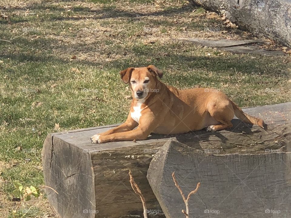 Sphinx dog guarding the yard