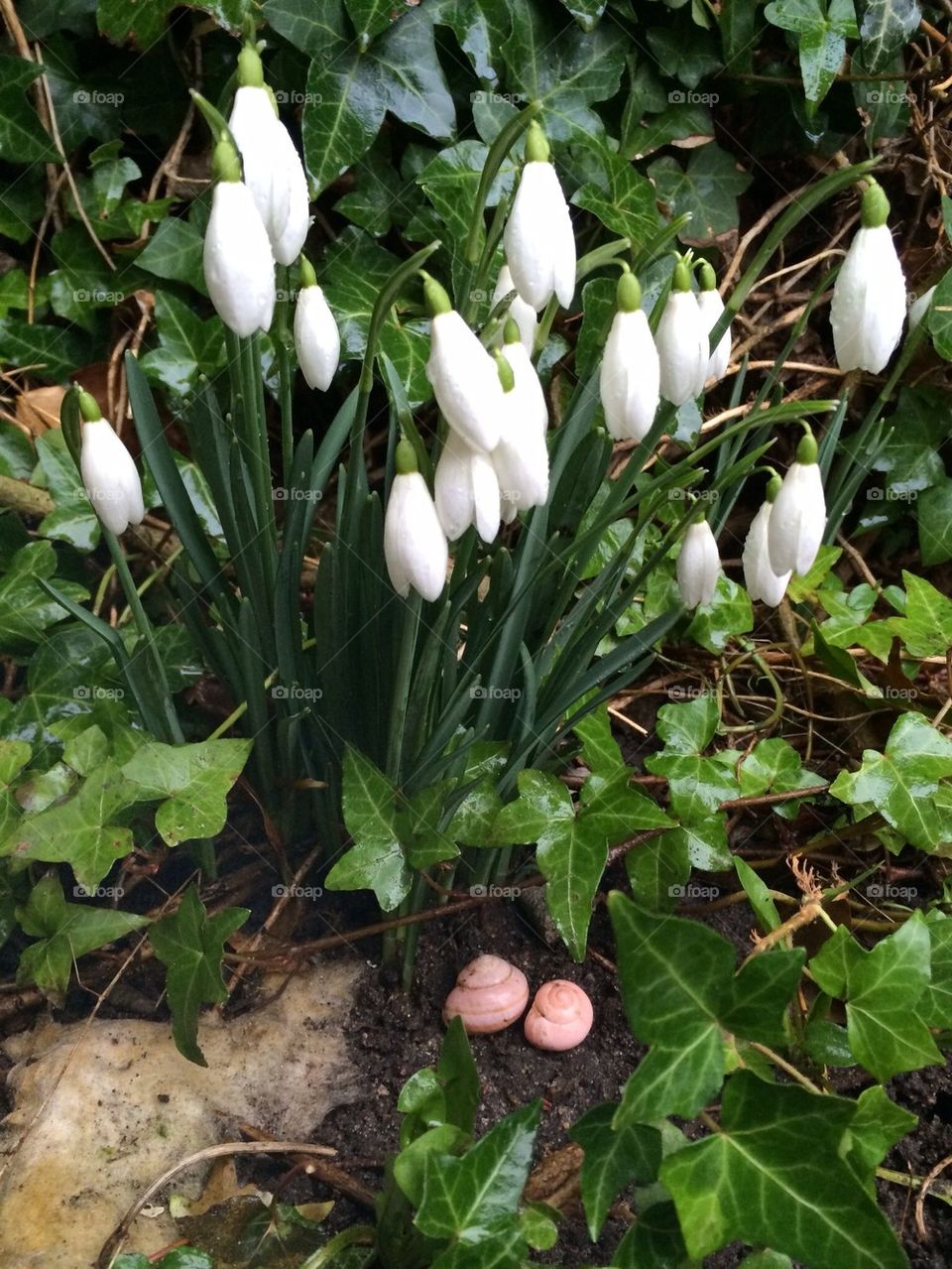 Snowdrops 