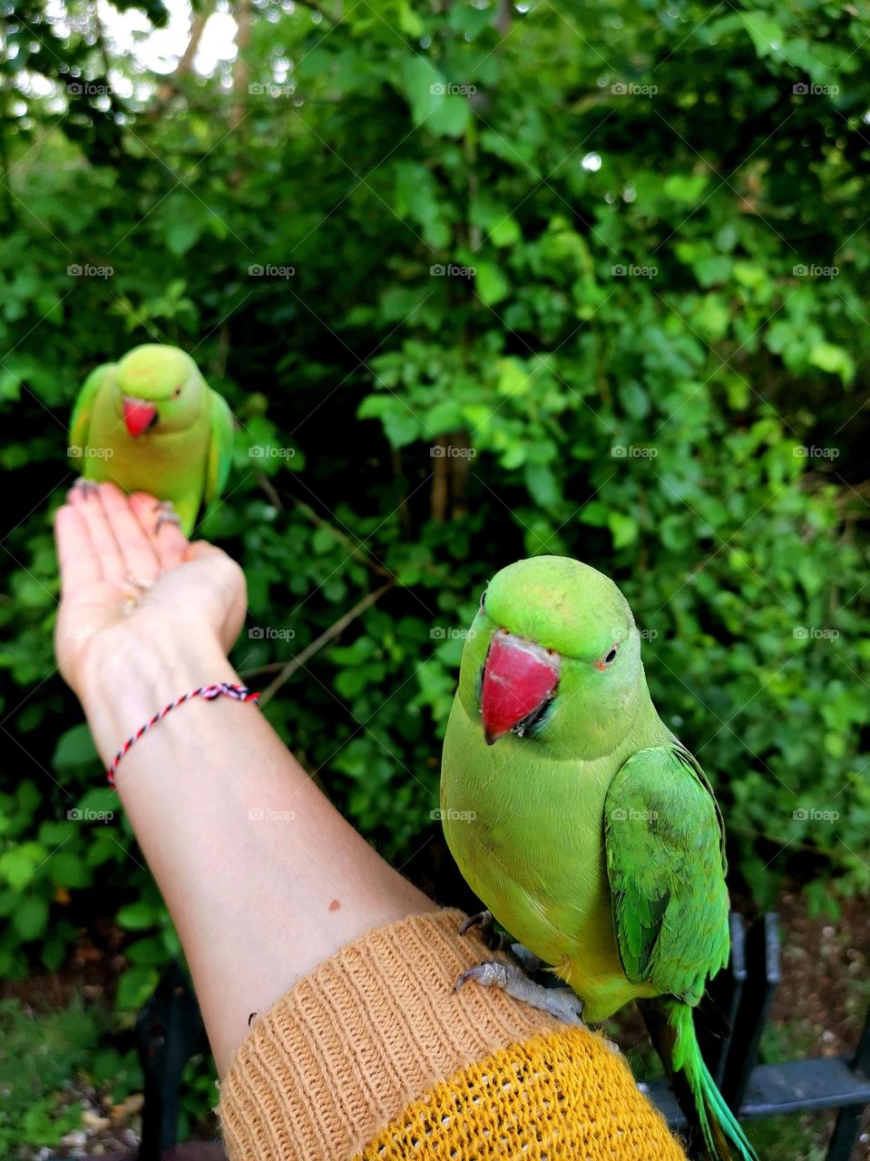 Beautiful and cute green parrots.