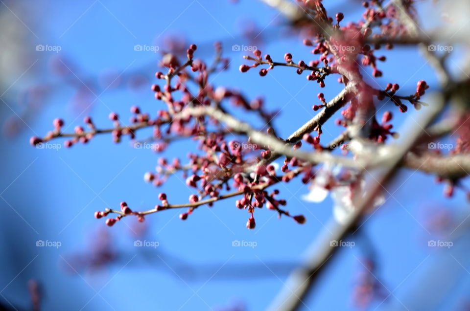 Branches with buds in spring