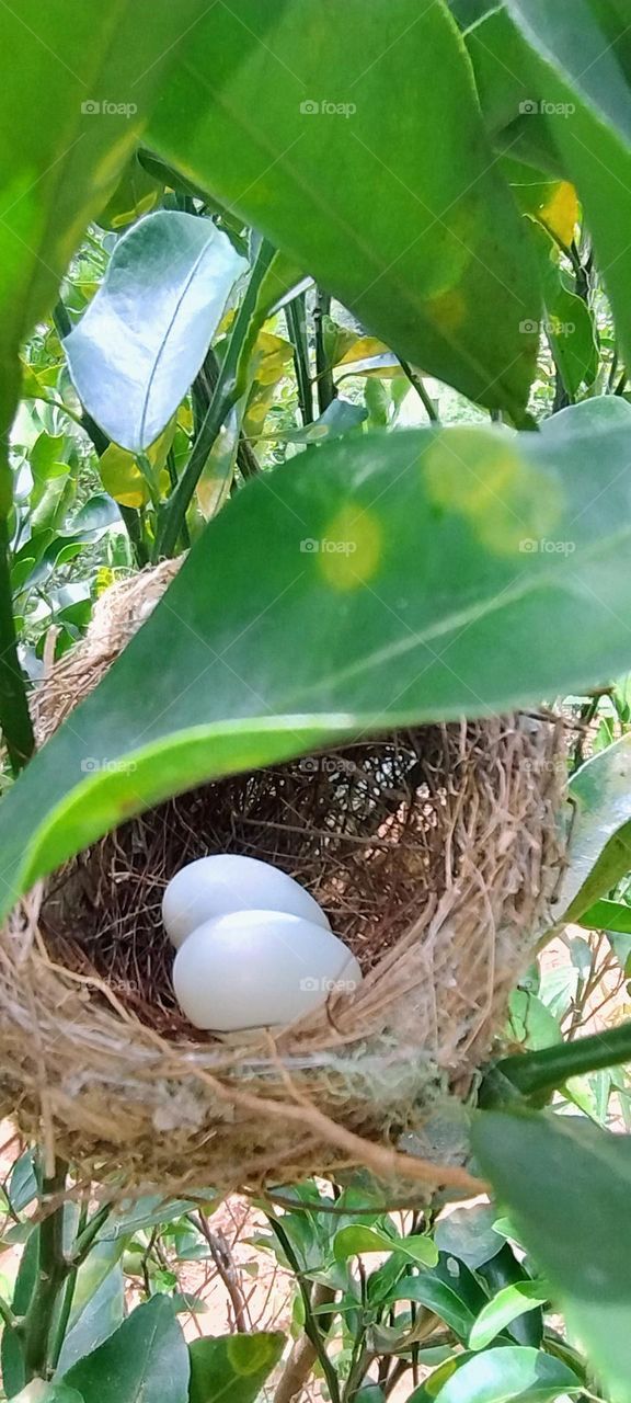 egg in the white nest