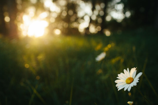 sun