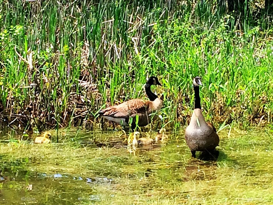 Canada Geese 