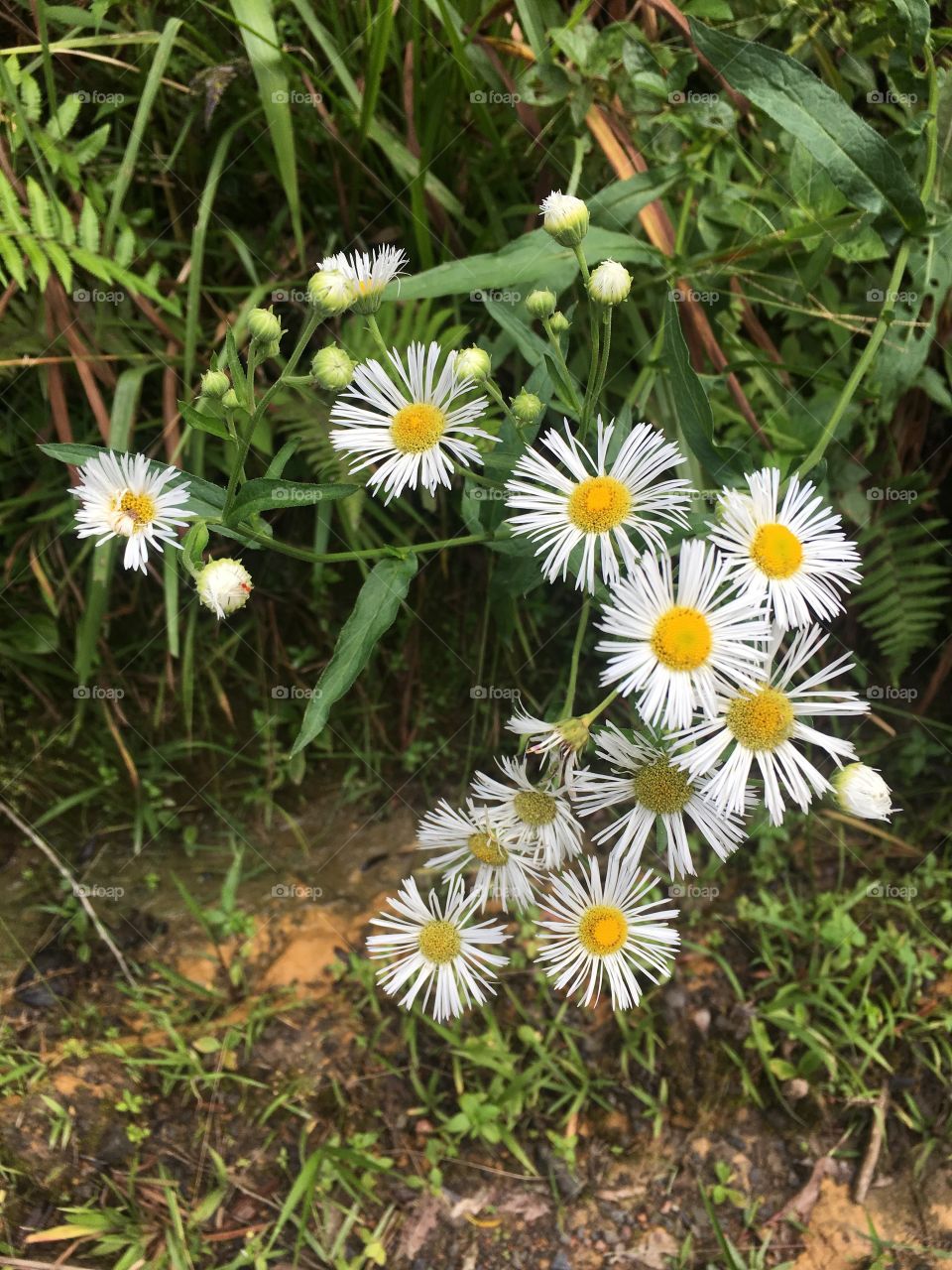 Flores no caminho