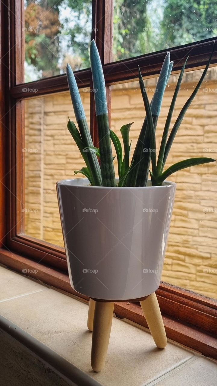 a potted plant in the window