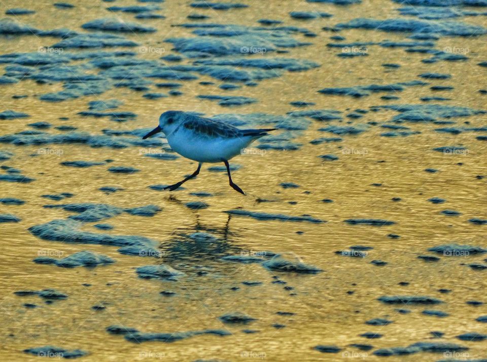 Snowy Plover On The Shore