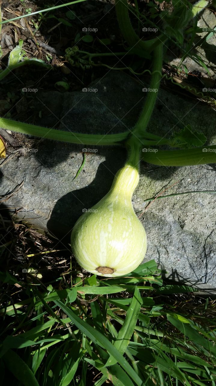 baby butternut