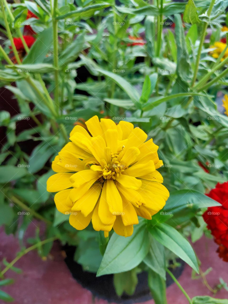 Yellow Frangipani Flowers