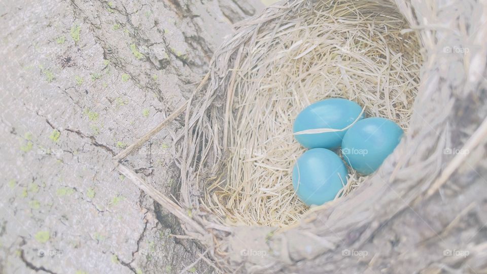 robins eggs in a nest. beautiful colors! 