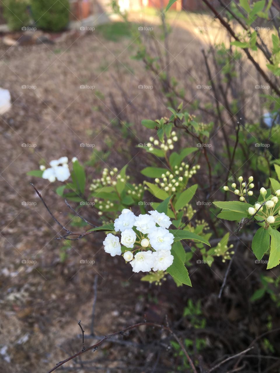Small bouquet of white flowers