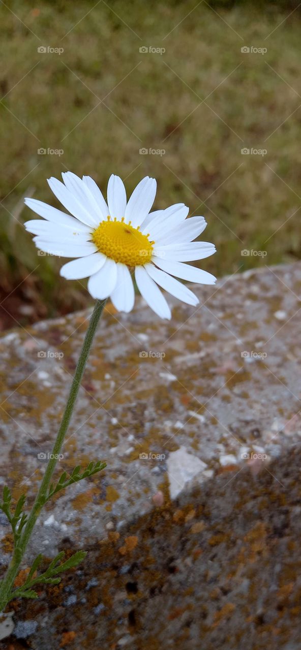 camomile