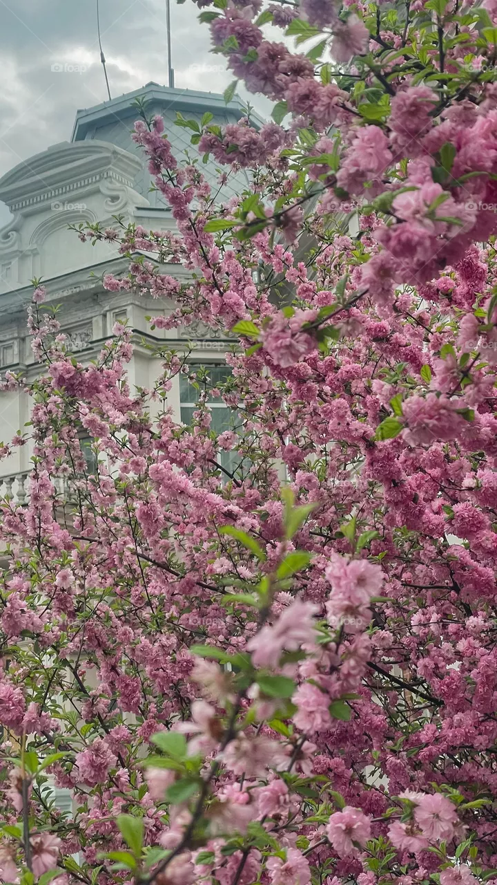 pink blossom