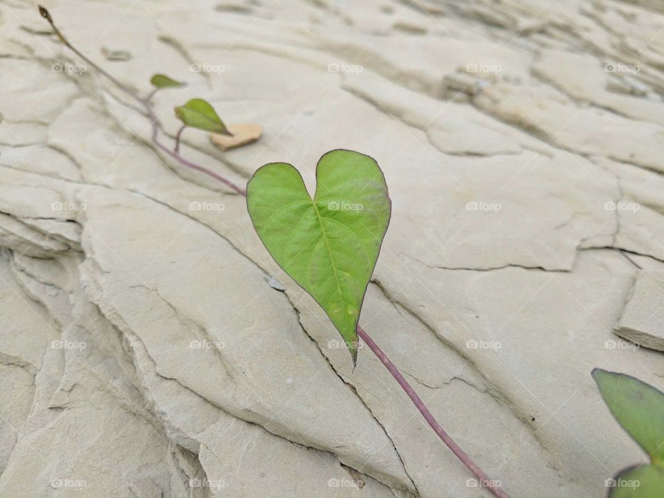 heart leaf