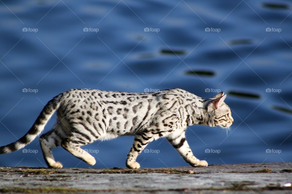 Cat walking on wooden platform
