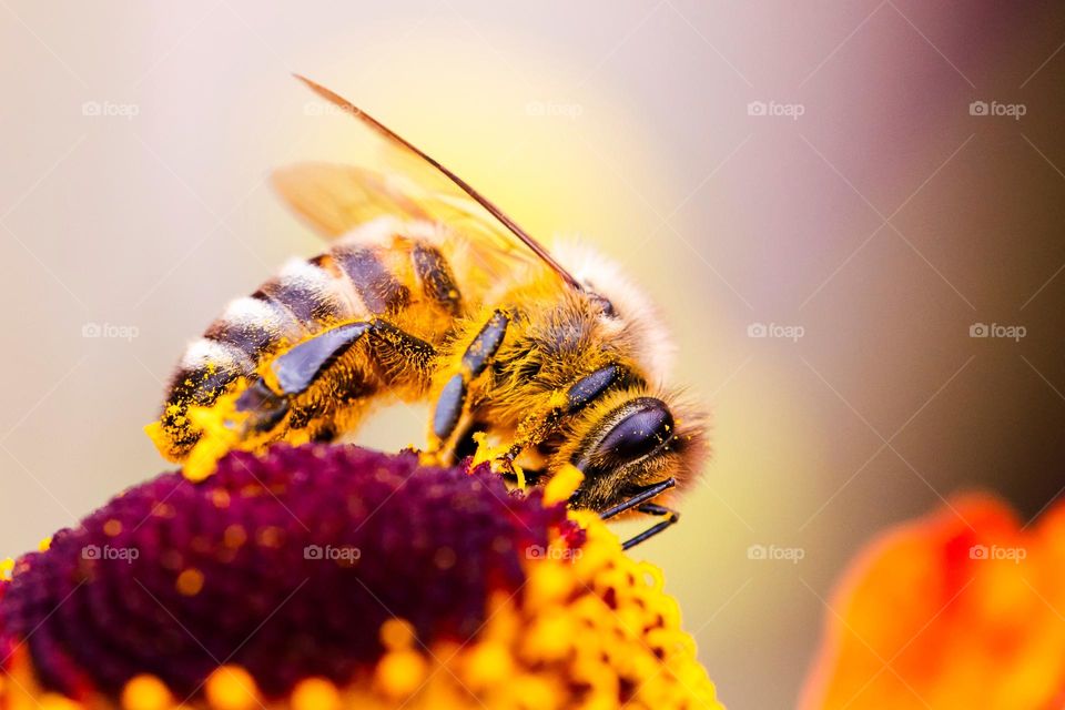 A colorful portrait of a bee collecting yellow pollen on a beautiful red flower in summer.