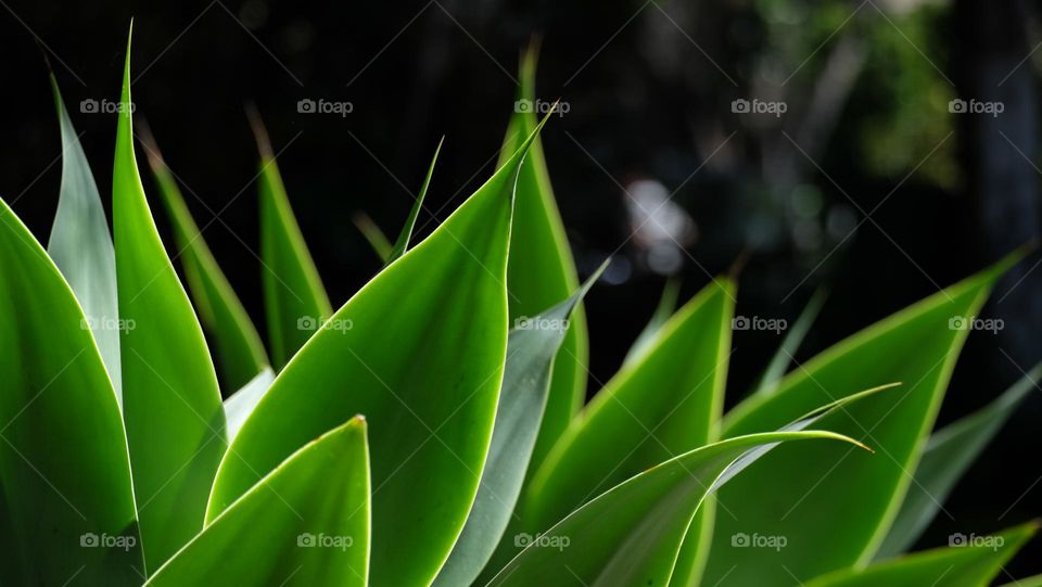 Green and Pointy