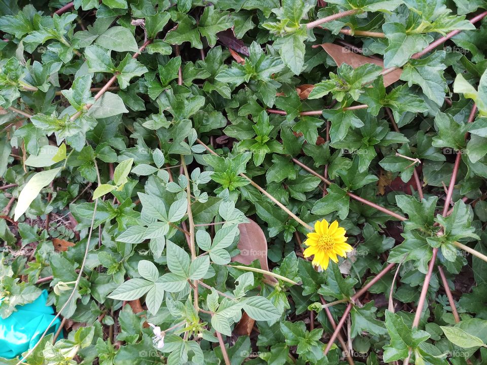 little yellow daisy