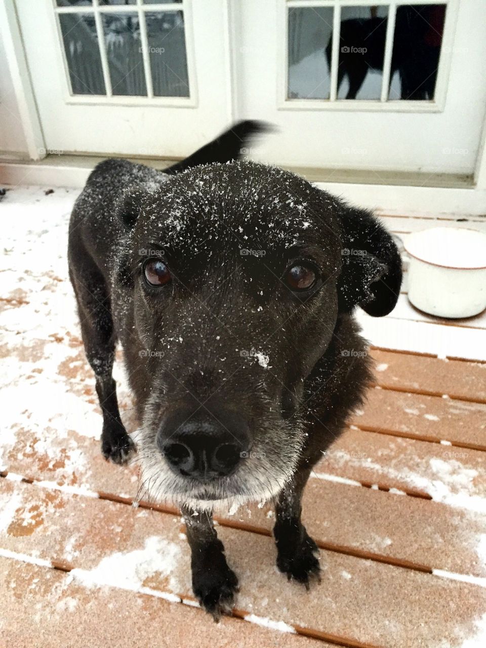 Pleading Eyes. Not loving the snow!