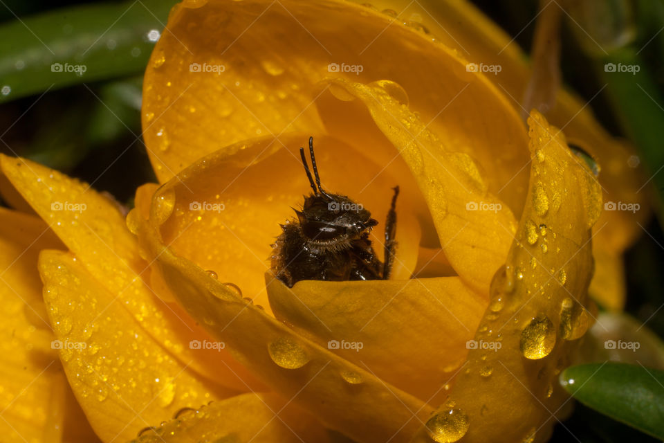 yellow crocus