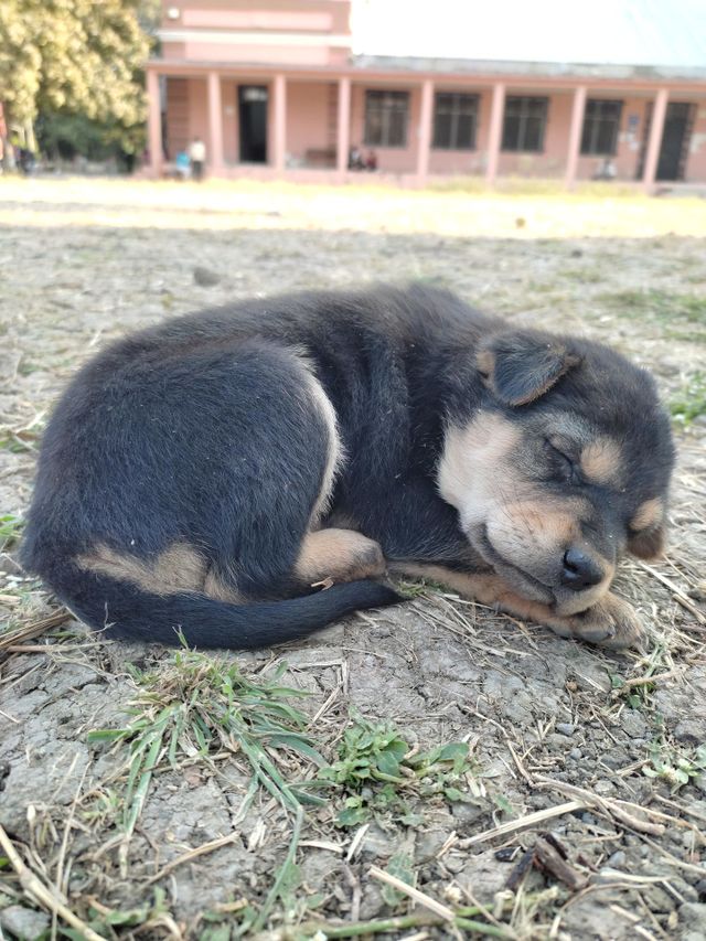 sleeping dog