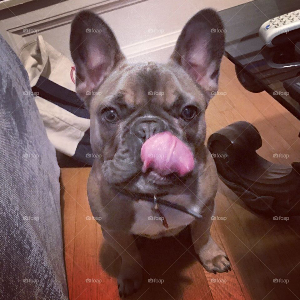 Frenchie tongue 