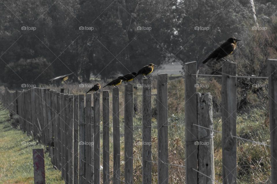 Familia de tordos pechiamarillos.