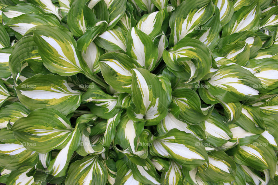 hosta