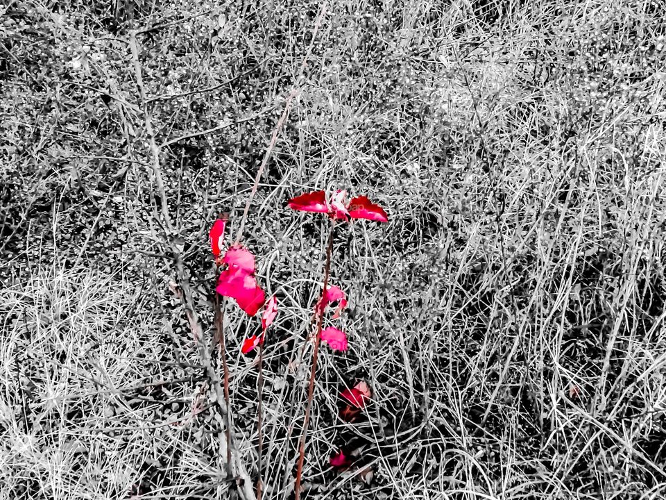 Light within the dark