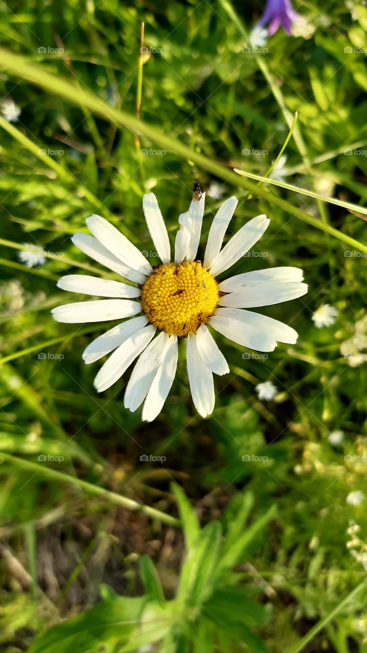 ромашка замученная жучками