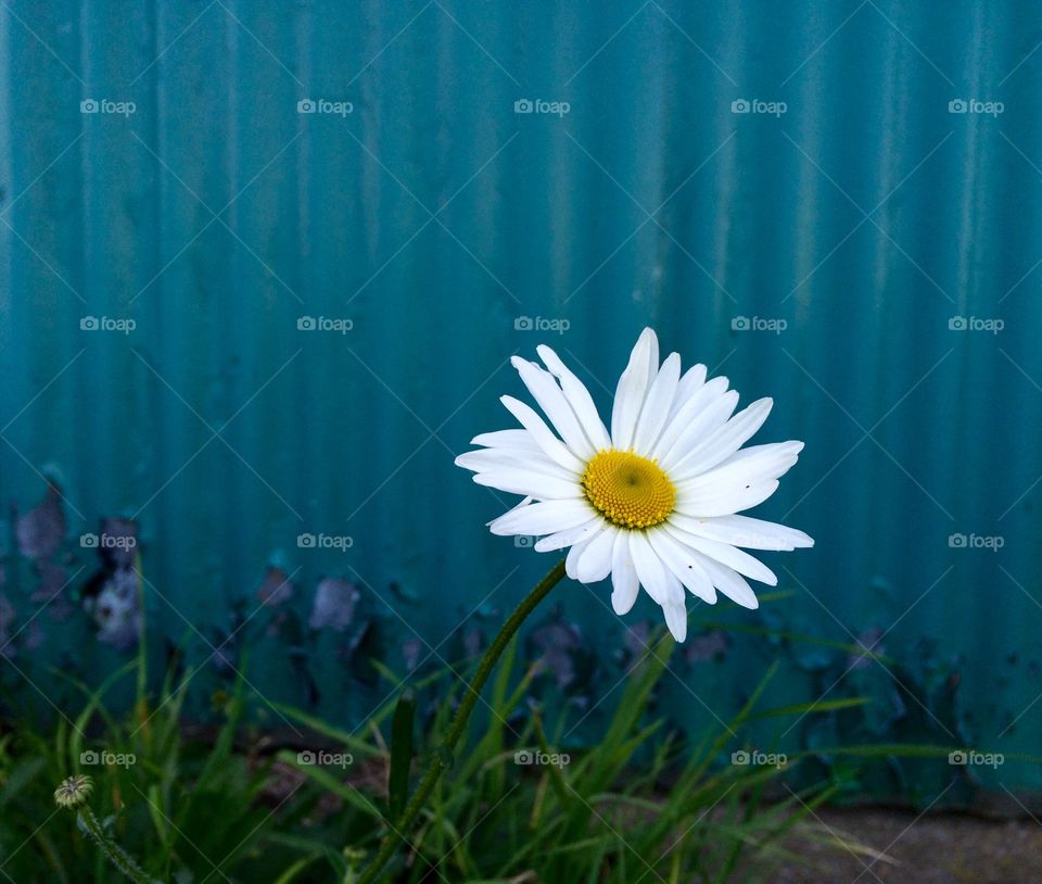 View of daisy flower