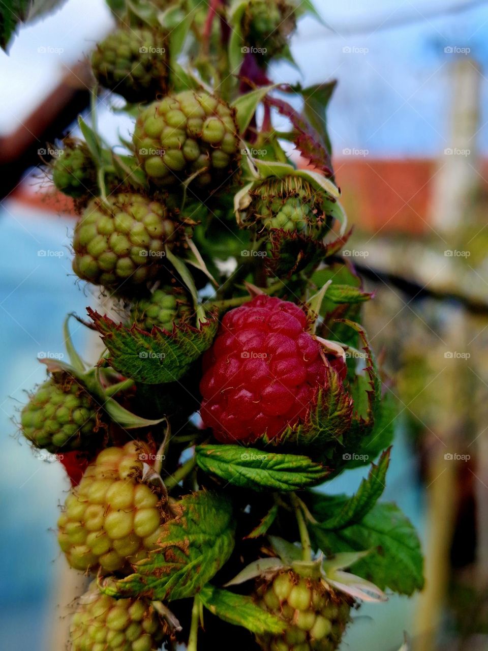 raspberry