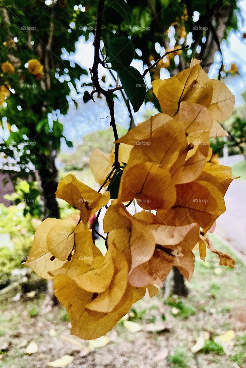 Minha cor preferida de primavera: a “Tijolo”.
Essas flores da Serra do Japi nos mostram o quão a natureza é bonita e surpreendente…