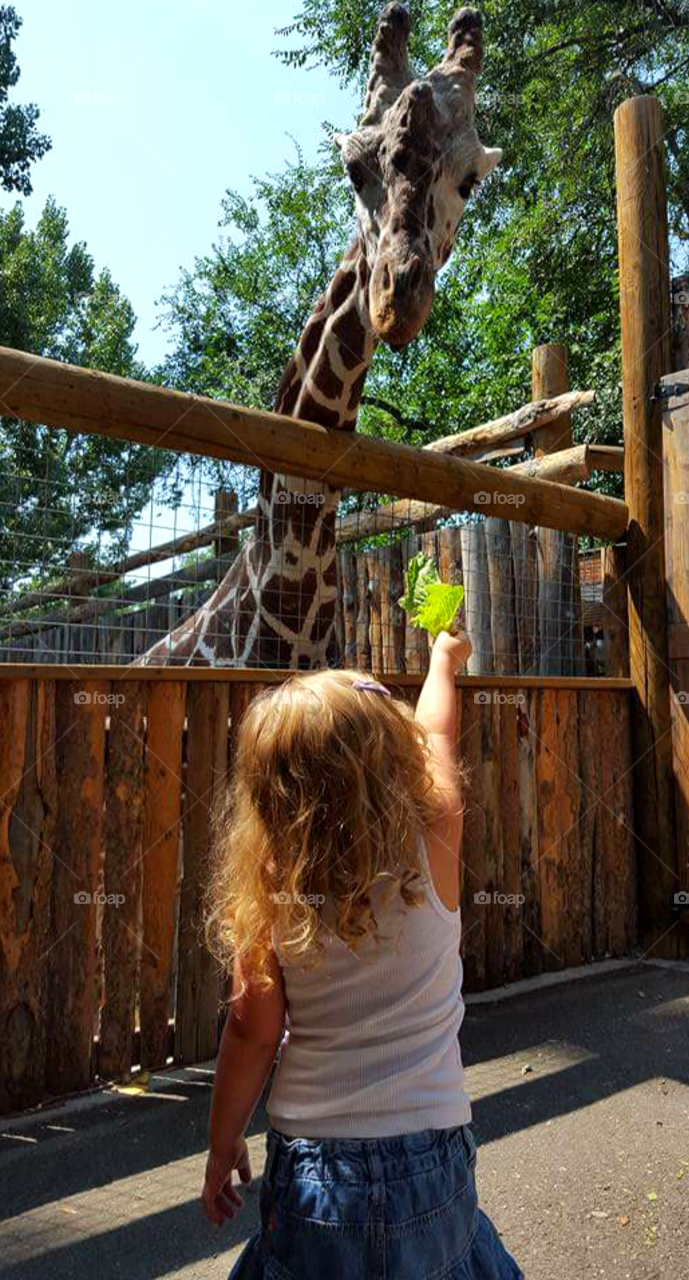 Child feeding Giraffe