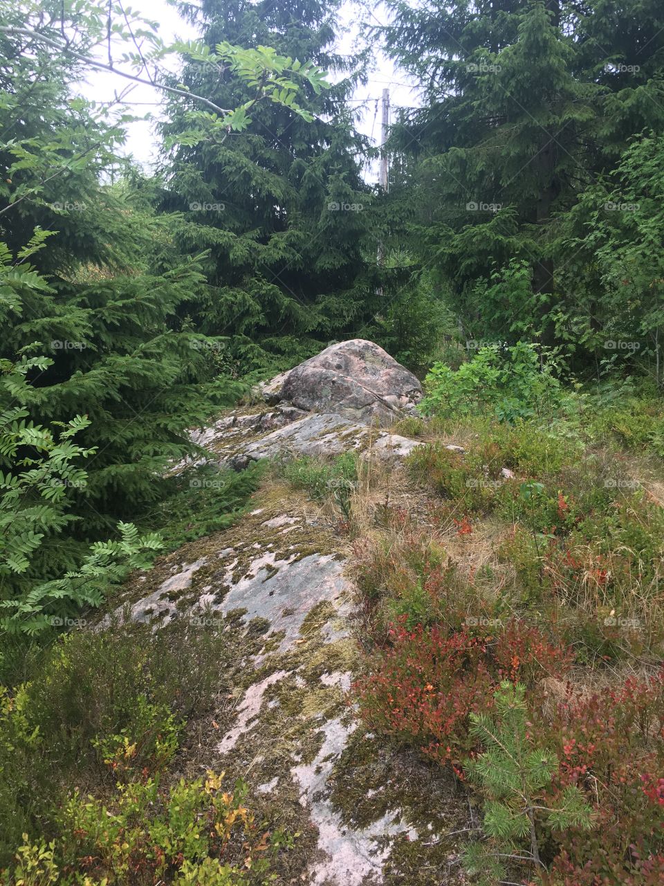 Mushroom shaped rock between pines