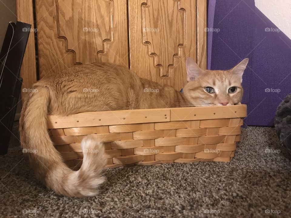 Cat in the small basket 