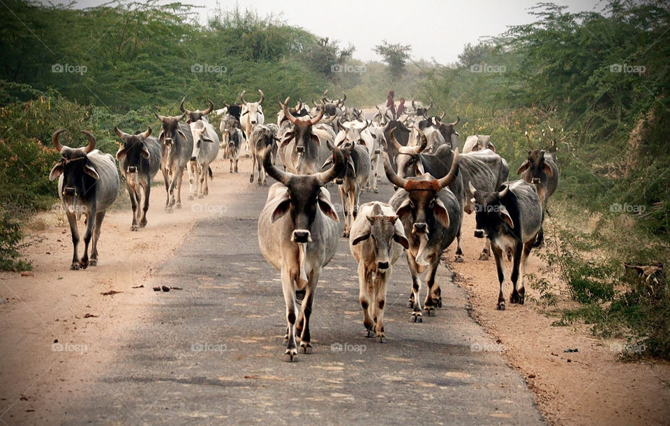Cows on road