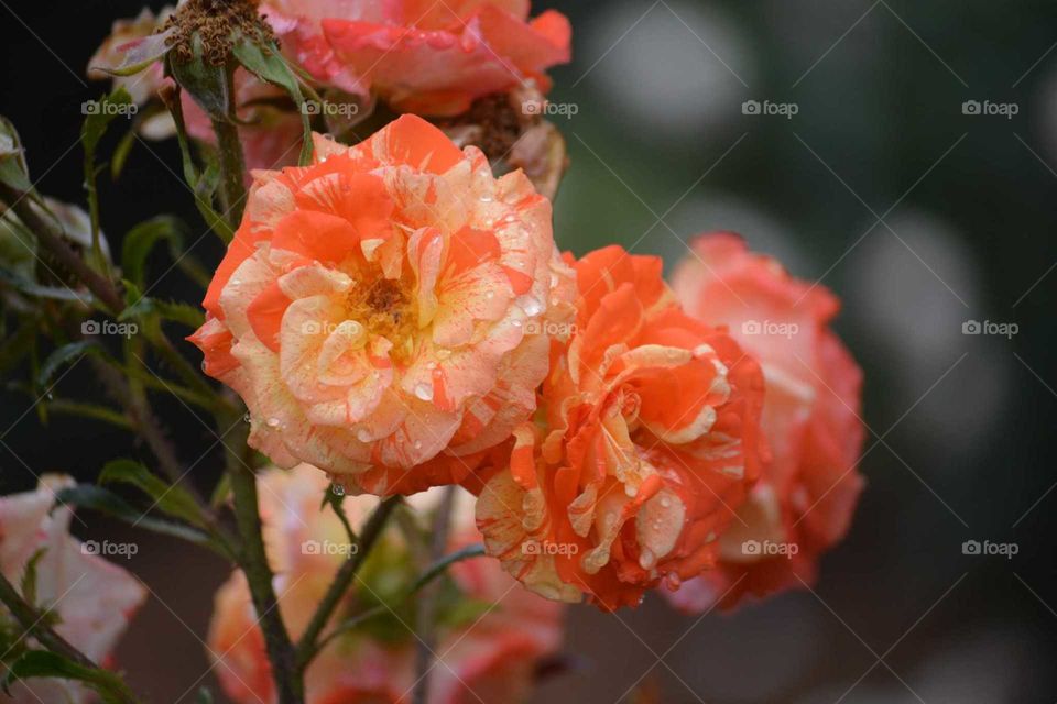 Dreamsicle Roses