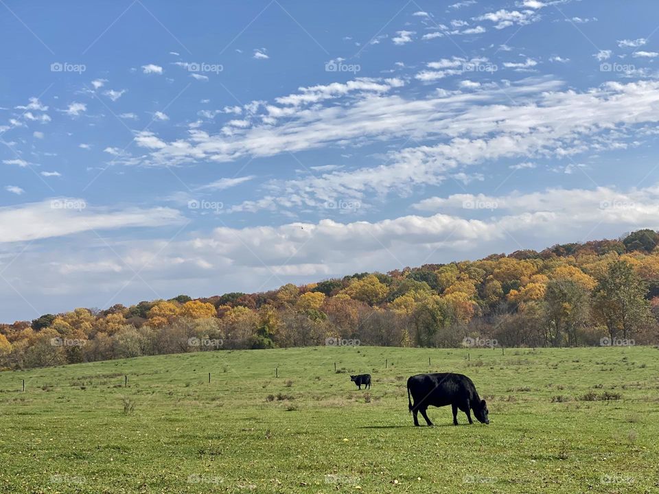 A field with cows and a hillside in the background