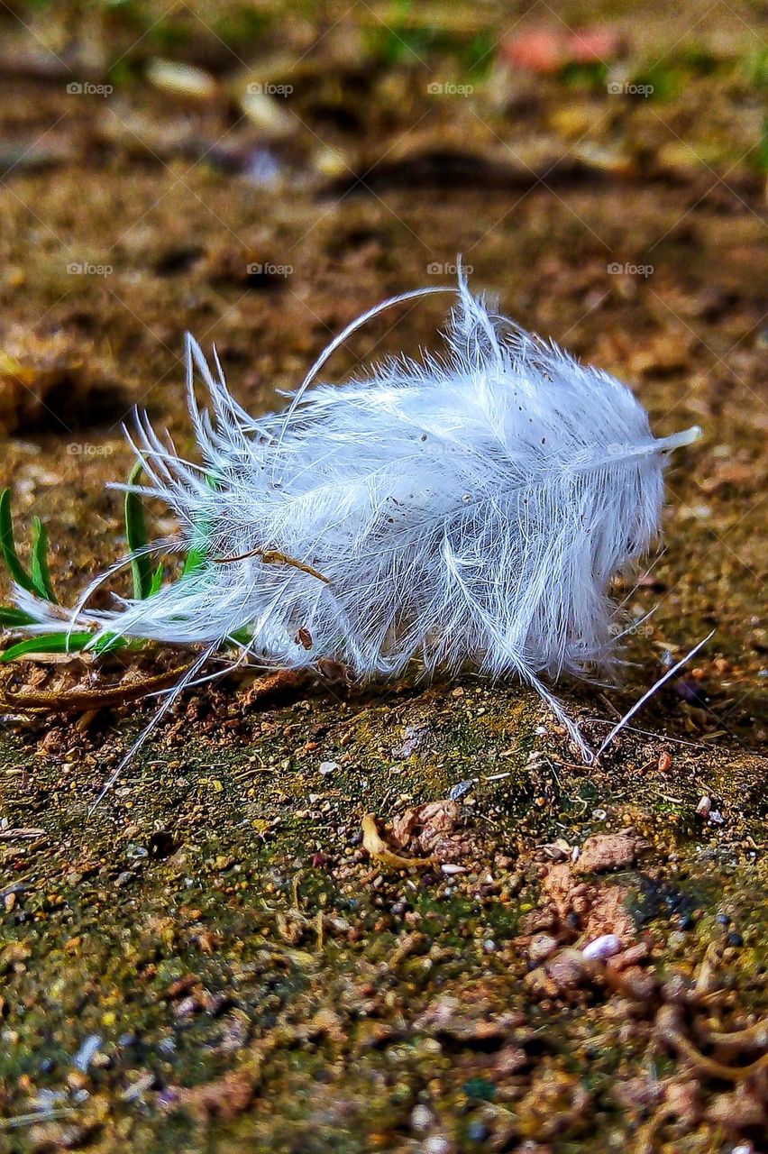 Delicate White Feather on the Ground