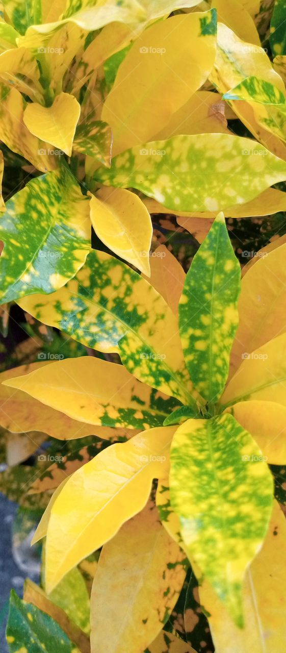 Croton is an extensive flowering plant genus in the spurge family, Euphorbiaceae. 